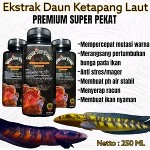 ekstrak ketapang cair 250ml pekat +++
