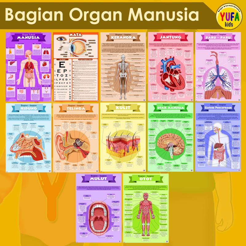 poster organ tubuh manusia - Poster Edukasi Anak - Poster belajar anak - Poster wipe and clean - perlengkapan belajar anak -  poster dinding murah - poster anak paud / TK - poster anak SD 0