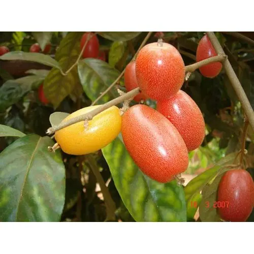 ( Nông Nghiệp Xanh ) Cây Nhót Siêu Ngọt 3