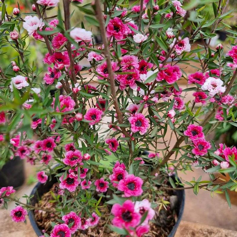 Cây Giống Hoa Tùng Tuyết Mai (Giống mới siêu nụ cao 40cm) để bàn