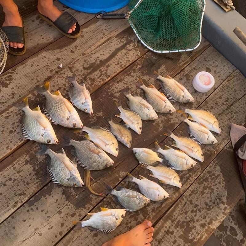 Mồi bột Ikada , iso chuyên Tráp , Hanh, rìa, bagai, cá song Fishing 5