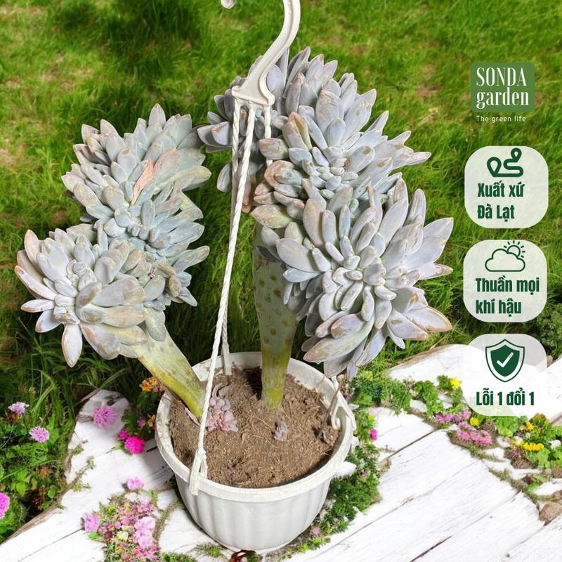 Sen đá giọt lệ crest thân thụ 2 năm tuổi SONDA Garden, cây cảnh trang trí nhà cửa, lỗi 1 đổi 1