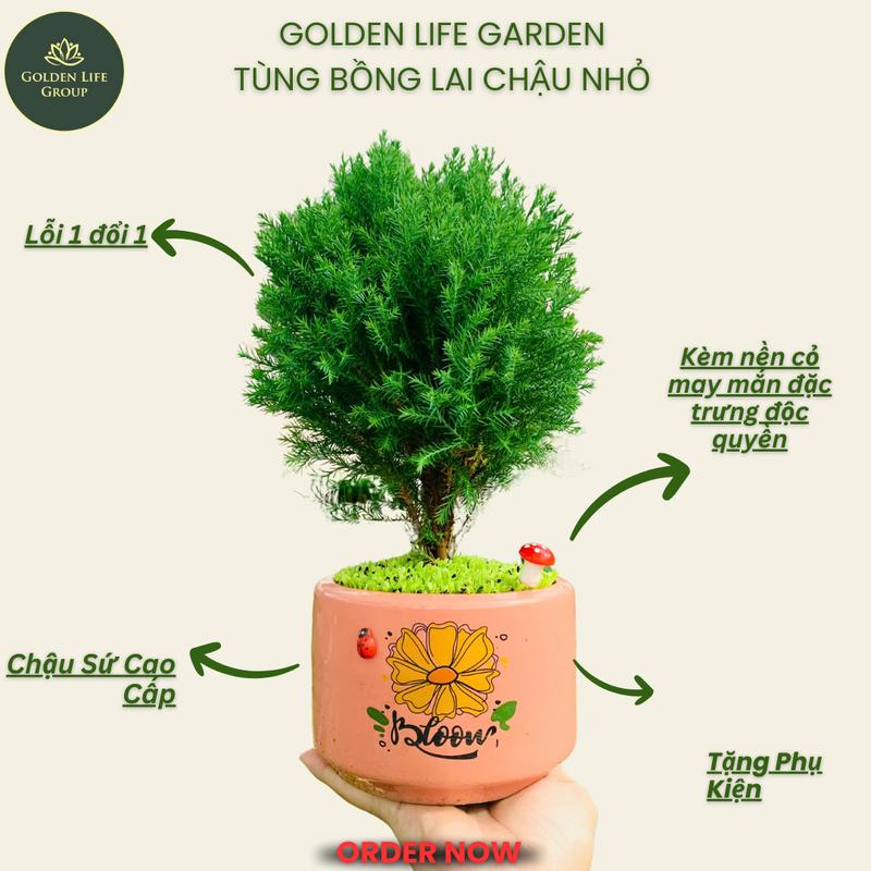 [Cây 10 cm] Cây Tùng Bồng Lai chậu cây trang trí để bàn - giao chậu ngẫu nhiên Decor cây phong thuỷ golden life cây cảnh mini cây cảnh để bàn Decor Phòng Trang Trí Nhà