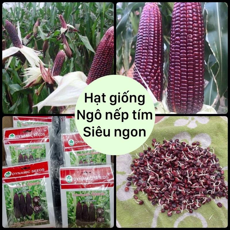  80 Hạt giống ngô nếp tím siêu dẻo ngon nhập khẩu Thái 