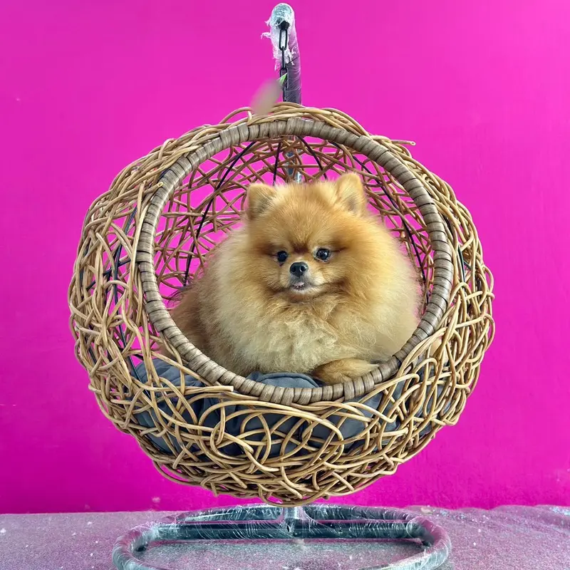 XÍCH ĐU CHÓ MÈO - XÍCH ĐU THÚ CƯNG THƯ GIÃN, TRANG TRÍ DECOR 0