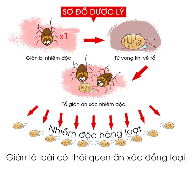 Viên trị gián sinh học AMB, Viện Hàn lâm khoa học Việt Nam, diệt tận gốc tất cả các loại gián, hiệu quả, an toàn Nhang xịtổgián Household Cleaners vien  xa 3