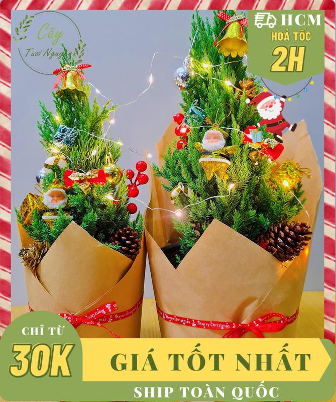 [HOẢ TỐC HCM] CÂY SƠN TÙNG trang trí sẵn ,(cao 30-40cm), cây Noel mini, cây Noel thật để bàn, cây Giáng sinh Decoration cây  thông cây  tùng cây tùng  lá kim