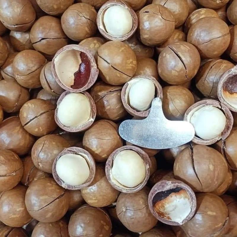[ComBoo 1Kg] Hạt Macca size bi (1.8-2.2cm) sấy chín - Nông sản sạch ĐắkLắk 1