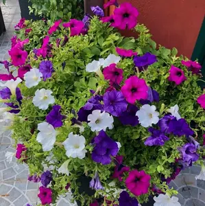 BENIH PETUNIA DWARF ISI 200 BIJI BUNGA MIX WARNA