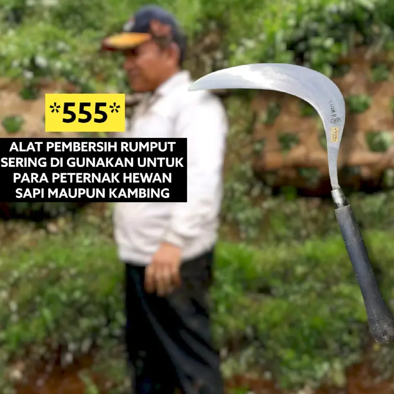 (COD)  ARIT POTONG RUMPUT *555* 1