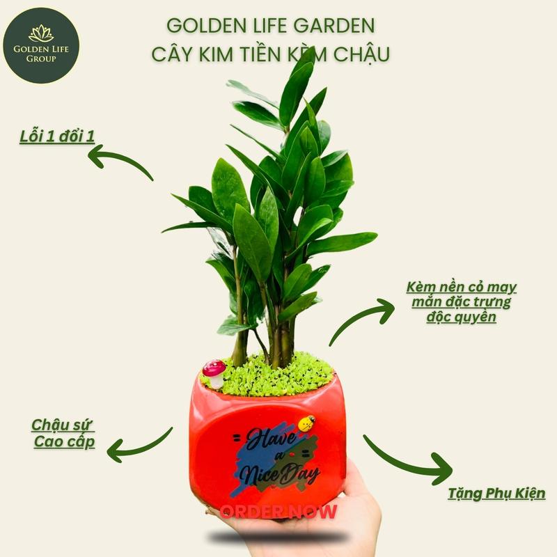   Cây Phong Thuỷ  Cây Kim Tiền cỏ may mắn kèm chậu sứ decor phòng - giao chậu ngẫu nhiên dễ chăm dễ trưng  Cây Canh mini để bàn 