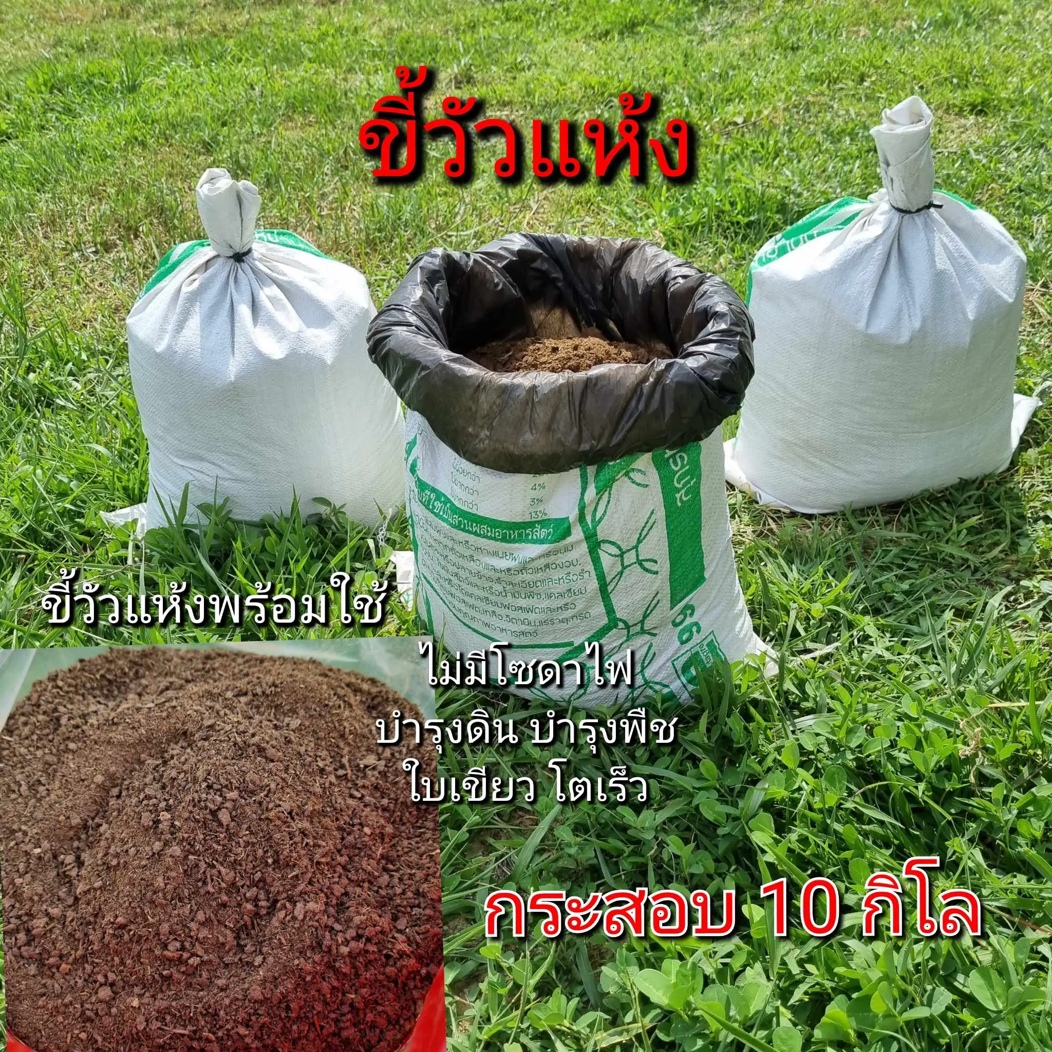 ขี้วัวตากแห้ง10กิโล มูลวัวปุ๋ยคอกออแกนิค ขี้วัวตากแห้งกระสอบใหญ่ ปุ๋ยขี้วัวแห้งไม่มีโซดาไฟ ขี้วัวแห้งเนื้อละเอียดพร้อมใช้ ปุ๋ยอินทรีย์บำรุงดิน บำรุงพืชใบเขียวโตไว