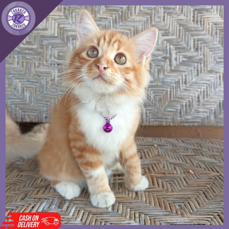 HARGA GROSIR MURAH KALUNG KUCING LONCENG KUALITAS BAGUS BAHAN PRUSIK ANTI KUTU DAN JAMUR READY STOCK UNTUK SEMUA JENIS KUCING 2