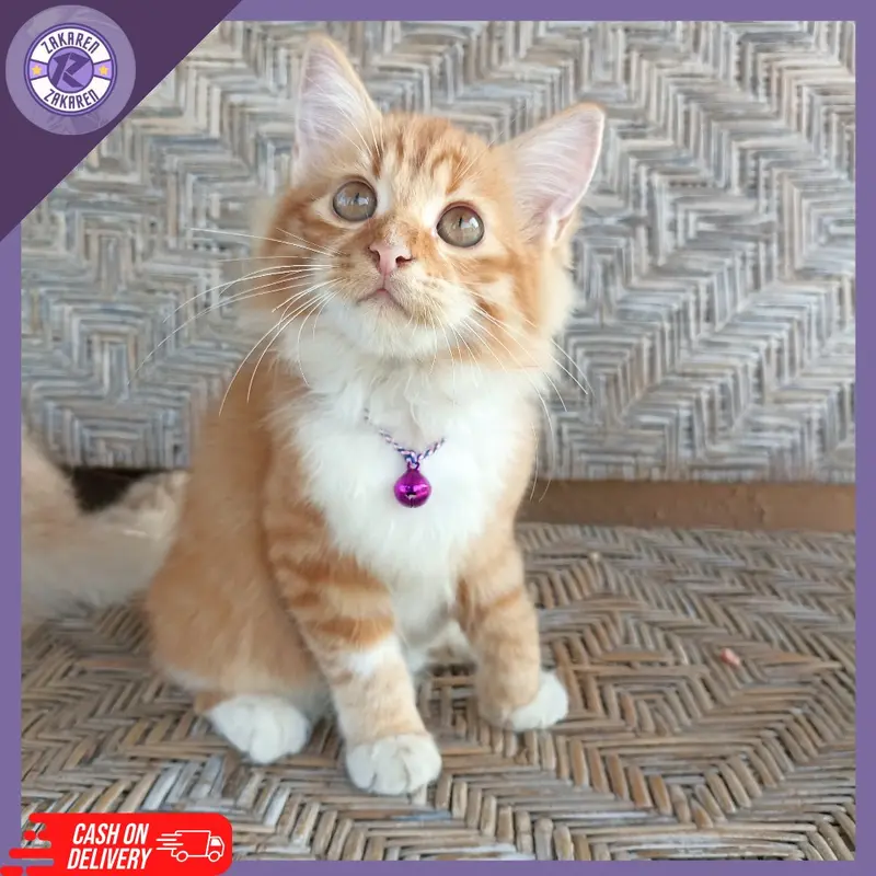 HARGA GROSIR MURAH KALUNG KUCING LONCENG KUALITAS BAGUS BAHAN PRUSIK ANTI KUTU DAN JAMUR READY STOCK UNTUK SEMUA JENIS KUCING 1