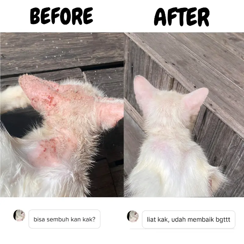 (BISA COD) HerbaCat Spray Obat Anti Jamur dan Scabies Kucing Alami Kesehatan Bulu Kitten fan kucing dan untuk pencegahan penyakit kulit pada kucing 7
