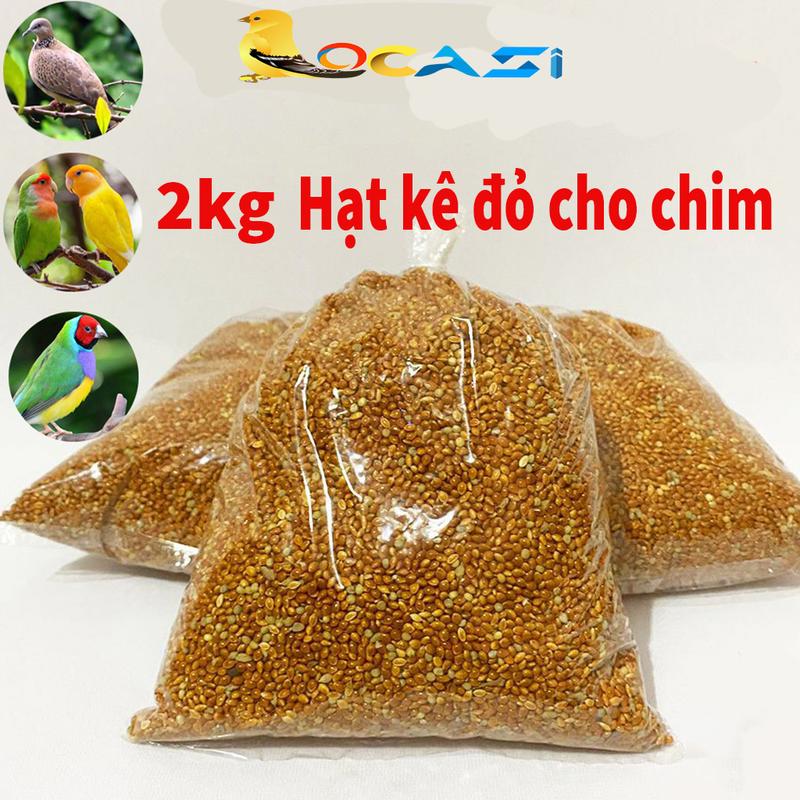 Hạt kê cho chim gáy, vẹt, Yến Phụng - hạt kê đỏ, kê vàng cho chim cu gáy,vẹt,yến