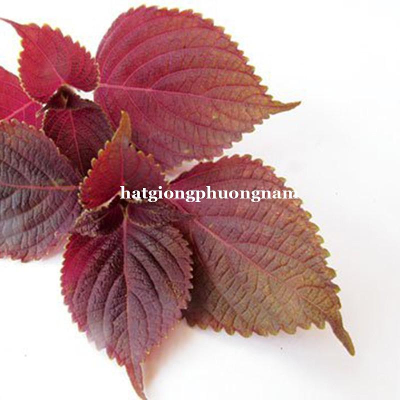 2 GRAM - HẠT GIỐNG TÍA TÔ XANH 3