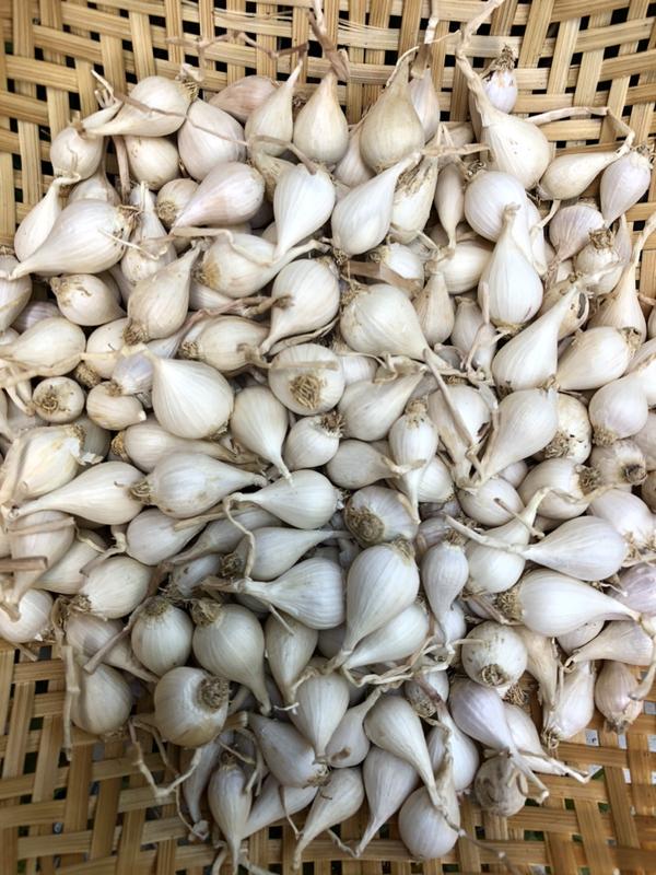 Tỏi khô cô đơn Lý Sơn khối lượng 500gr