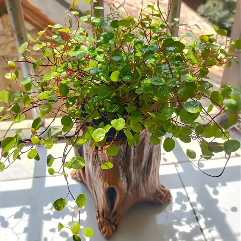 Vintage Tree Root Design Cement Stump Planter, Rustic Tree Root Design Succulent Pot, Flower Pots, Indoor/Outdoor Decorative Garden Pot with Drainage Hole 5