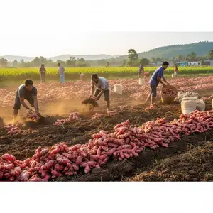 Jahe Merah Fresh Full Pilihan 1kg - Manfaat Antiradang Antioksidan & Antimikroba untuk Kesehatan