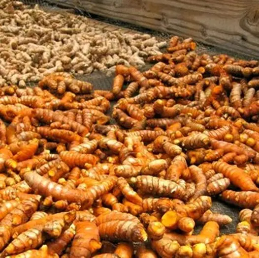 1kg tinh bột nghệ nếp đỏ nguyên chất có chứng nhận VSATTP 2