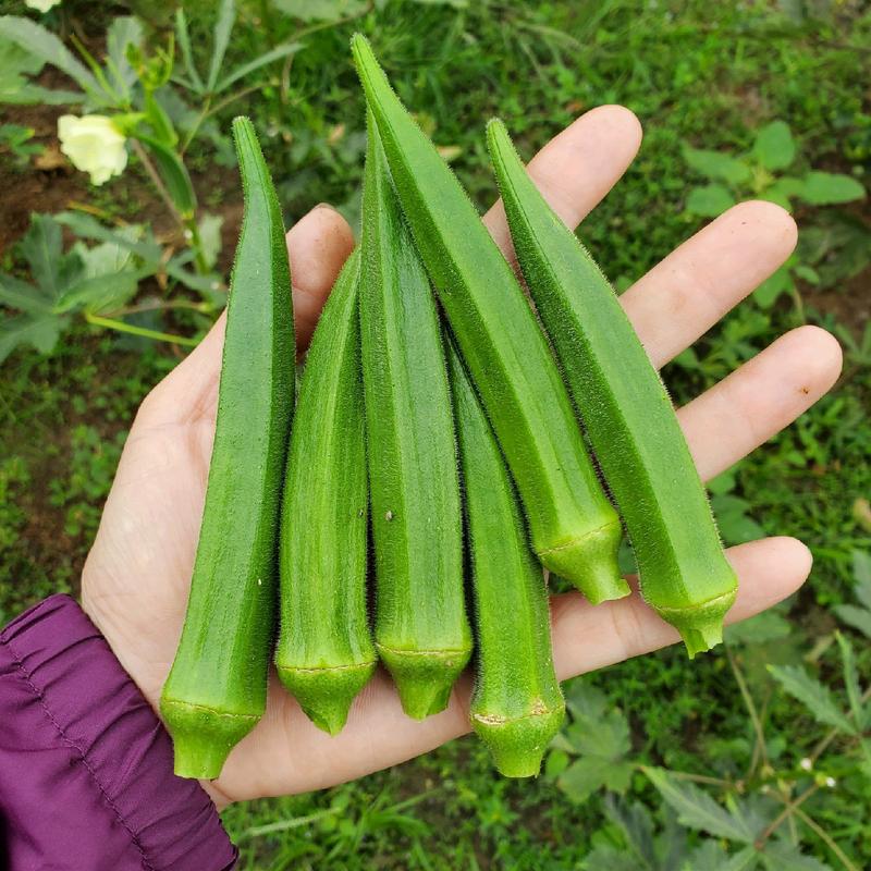 Hạt giống Đậu bắp xanh F1 Rado 323 - Gói 20 gram