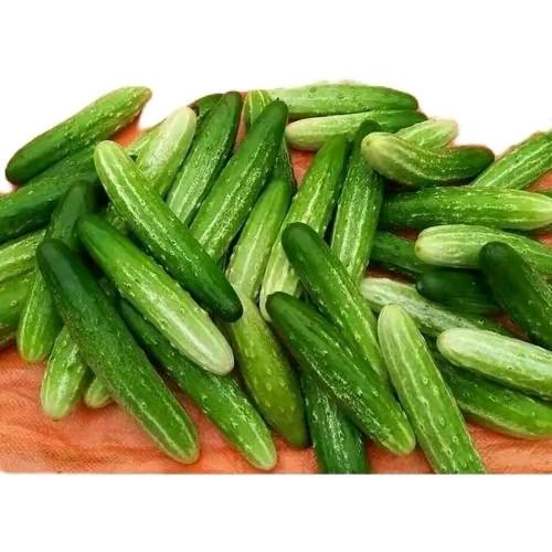 [Các loại] Hạt giống dưa leo các loại, thương hiệu uy tín giống  dưa 7