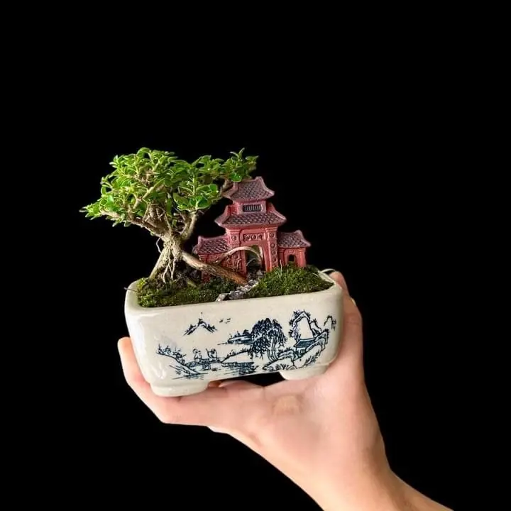 Sét 4 chậu Mini bonsai hoa văn 2 mặt sen đá nuôi cây 1
