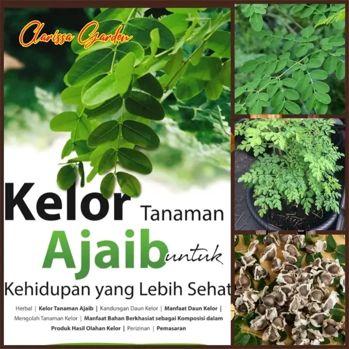 BIJI | BENIH TANAMAN POHON KELOR (SIAP SEMAI)