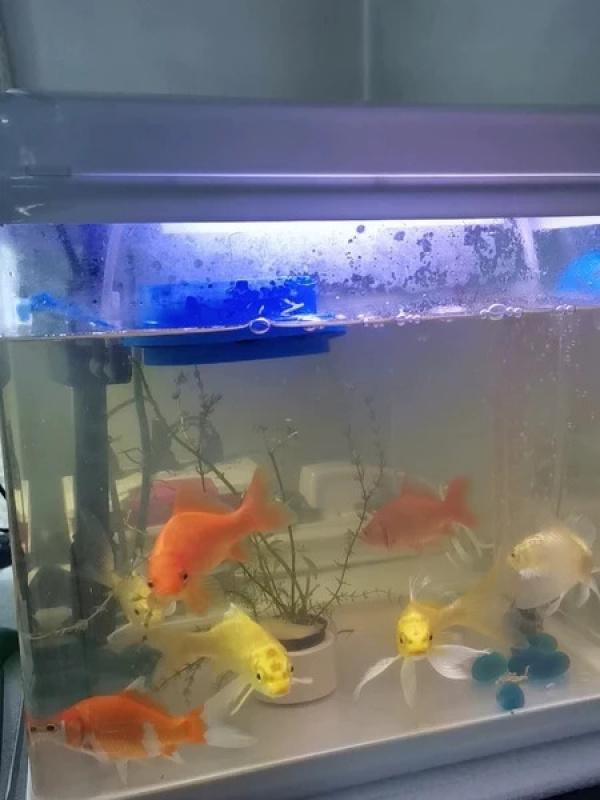 Product Introduction of Aquarium fish tank feed ring floating food tray feeder square circle accessories fish food feeder black suction cup 17