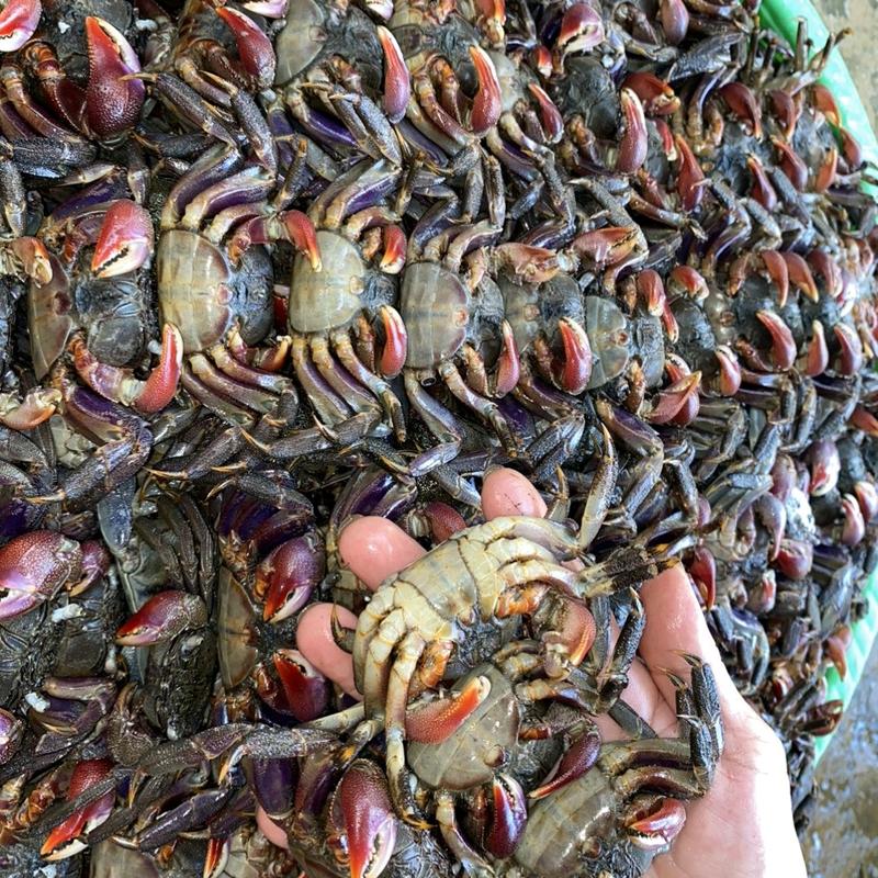 Hủ 500gram ba khía muối Cà Mau con cái nhiều gạch thơm ngon 2