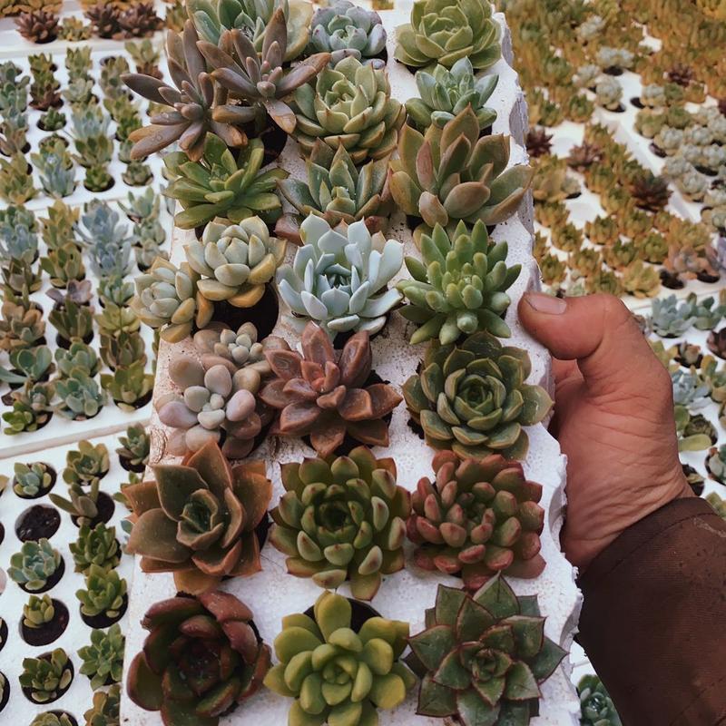 Combo 21 cây sen đá mini khay trồnglúa