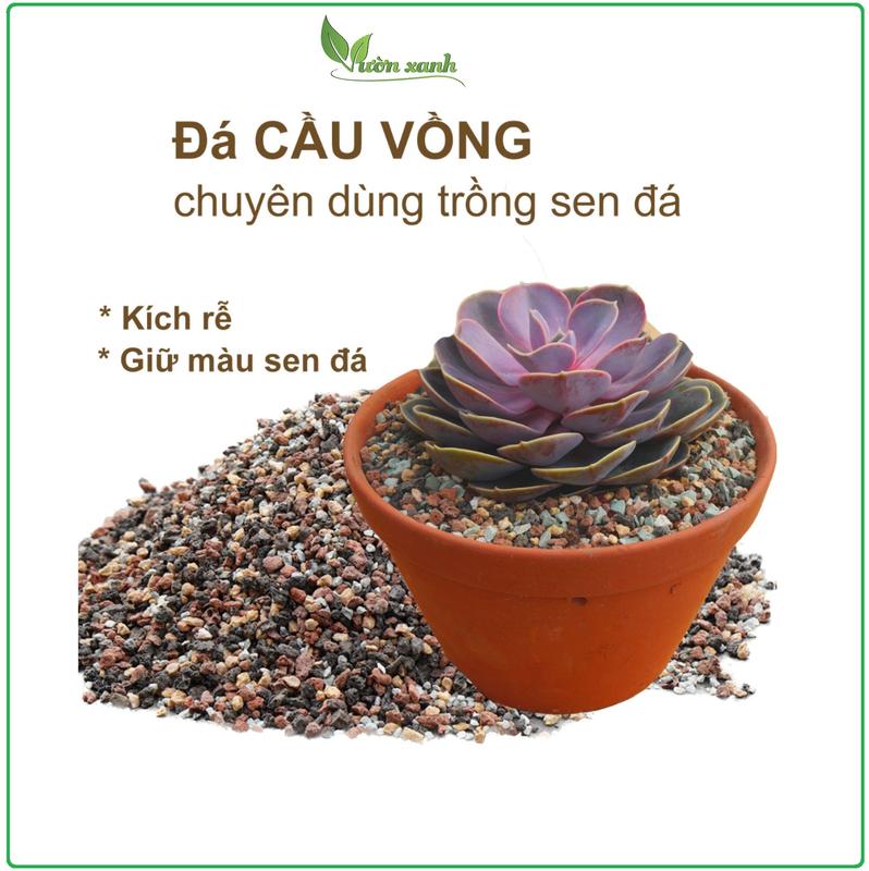 (500gr/1kg-  Đá cầu vồng rải mặt chậu sen đá giúp lên màu sen đá, giữ ẩm, thoát nước tốt