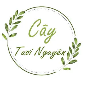 Cây Tươi Nguyên - HCM