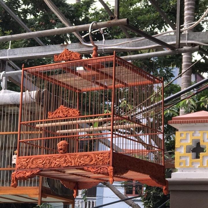 Khung ráp lồng chim chào mào