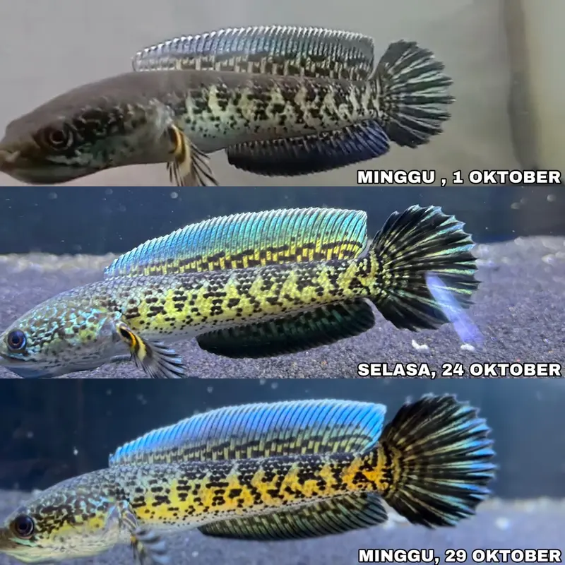 Pelet Dorpol Channa Blue Besar (By Elfaad Channa Legion) 4