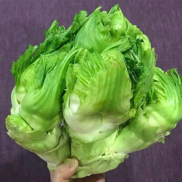 Hạt giống rau cải mầm đá gói 100 hạt