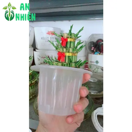 Nắp Trồng Thuỷ Sinh Hàng Gửi Như Hình 3