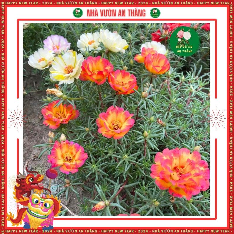 Hạt giống hoa mười giờ mix màu cực đẹp [Hạt Khuyến Mãi] 6