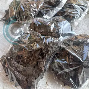 WRC Daun Ketapang Laut Spesial Super Pekat Olahan Fermentasi Berat 30 Gram