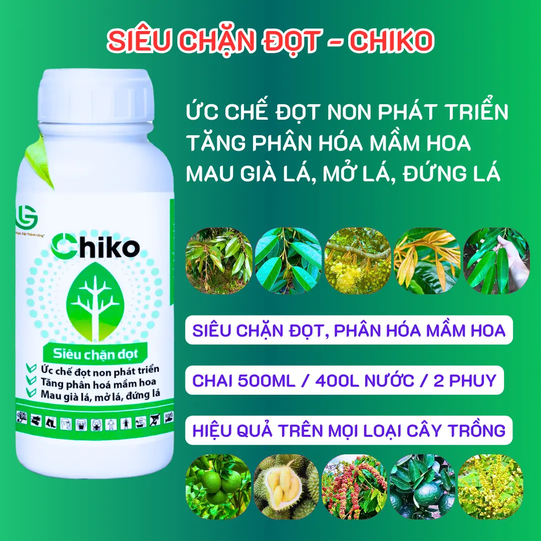 Phân bón lá : Chiko Siêu chặn đọt - ức chế sự phát triển của đọt non và tối ưu hóa quá trình phân hóa mầm hoa