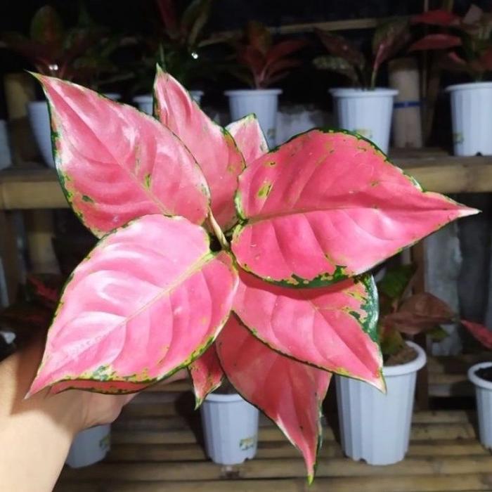 Promo ( BISA COD ) PROMO Tanaman Hias Aglonema Pink Catrina Dewasa - Bunga  Hias Aglaonema Ping Katrina / Tanaman Hidup Aglonema Pink Catrina Bunga  Aglonema - Kab. Bogor - Light.grass | Tokopedia