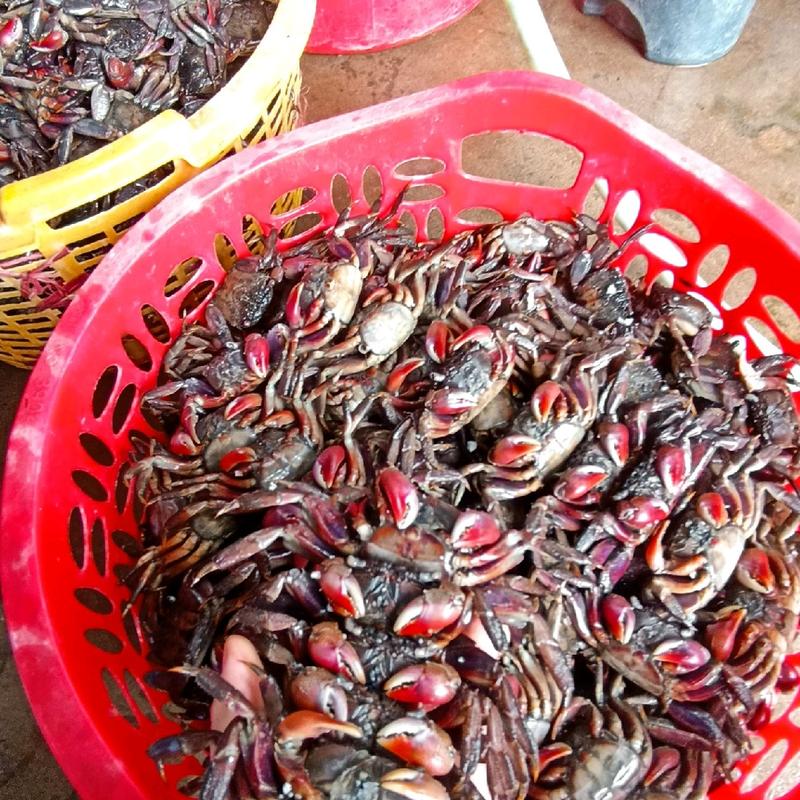 Hủ 500gram ba khía muối Cà Mau con cái nhiều gạch thơm ngon 1