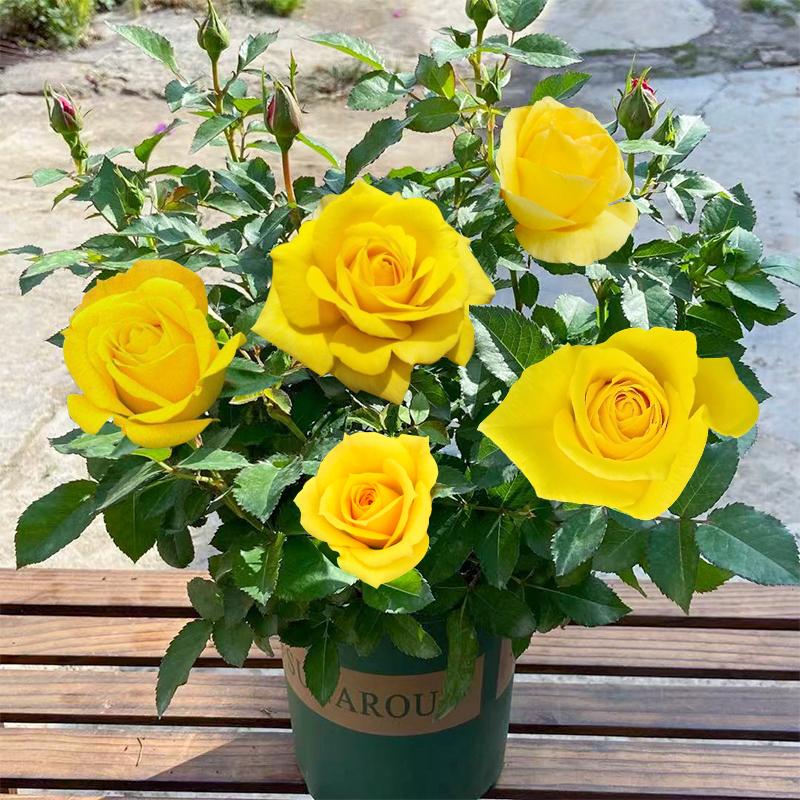 Product Introduction of ปลูกง่ายมีคุณภาพดี ดอกกุหลาบ บรรจุ 100 เมล็ด คละสี Colorful Rose Seeds เมล็ดดอกไม้ เมล็ดบอนสี ต้นไม้มงคล บอนสี ดอกไม้ปลูกสวยๆ บอนสีพันหายาก CODดอกไม้ ไม้ประดับ พันธุ์ดอกไม้ ต้นบอนสี ดอกไม้ปลูก แต่งบ้านและสวน Flower Seeds for planting 71