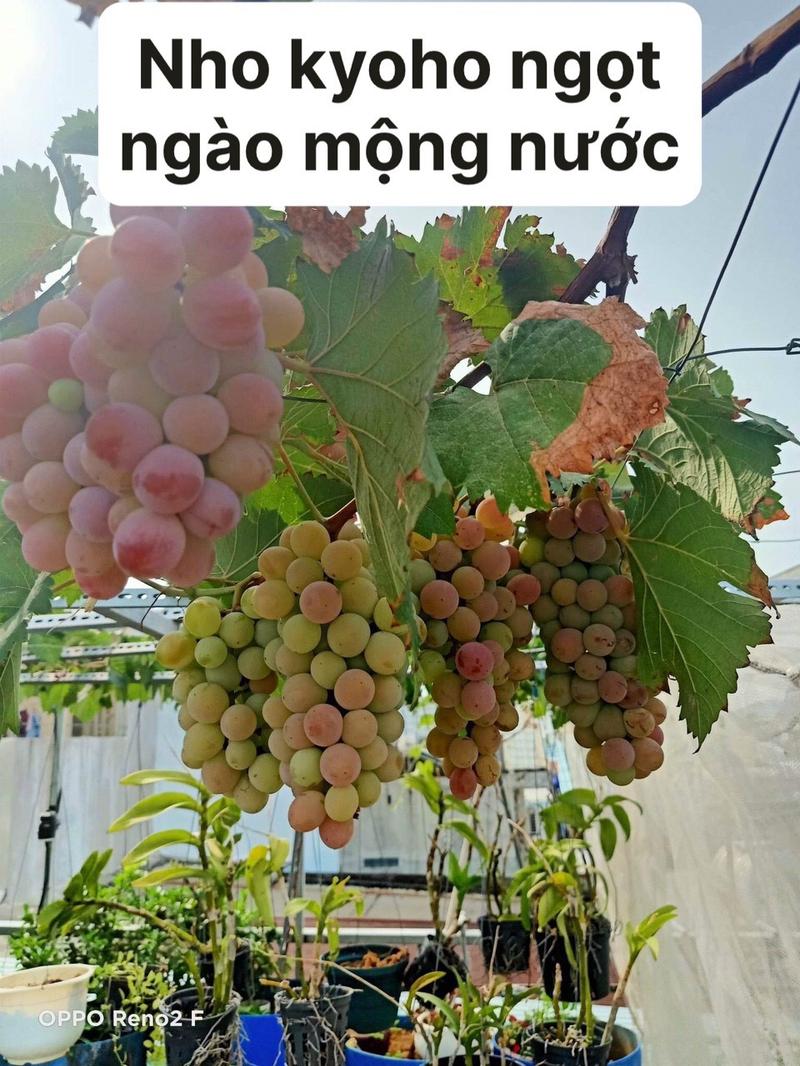 Product Introduction of Hai cây nho giống 1 kẹo 1 bailey 2
