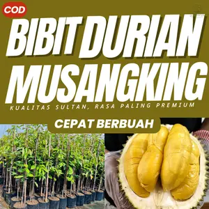 Bibit Durian Musangking Musang King Okulasi Cepat Berbuah Super Jumbo Pohon Durian Unggul Asli  Bergaransi Sertifikat