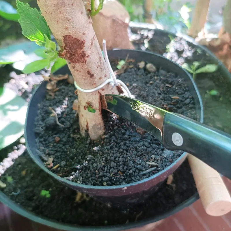 pisau stek tanaman Stainless 7
