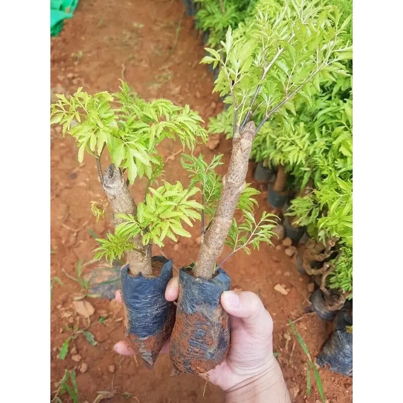 Cây giống đinh lăng cao 0.8-15cm, lá chét có răng cưa, mùi thơm 0