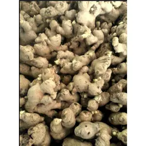 BISA COD BIBIT JAHE GAJAH FULL TU