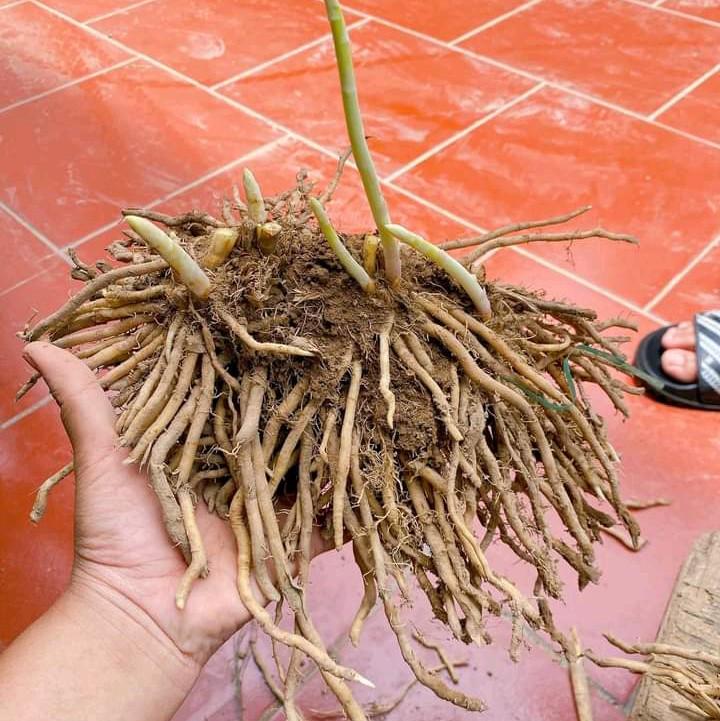 hạt giống (gốc măng tây 1 năm tuổi) 0